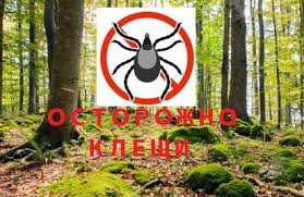 Укусы клещей. Профилактика.